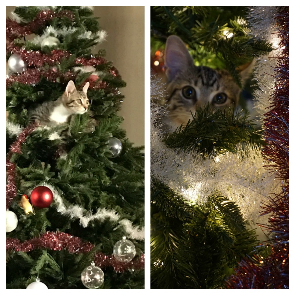 cat-in-tree