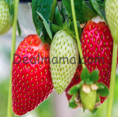 Strawberry Plants