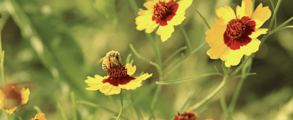 FREE Pollinator Flower Seed Packet!